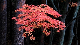 2015-11-201324.JPG