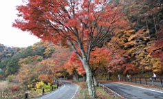 2015-11-201327.JPG