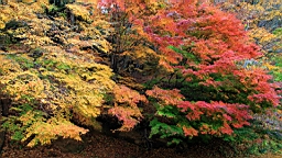 2015-11-201335.JPG