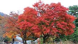 2015-11-201342.JPG