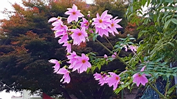 20151122_071547.jpg