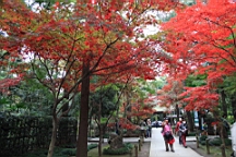 2015-11-231665.JPG