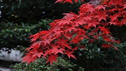 2015-11-231673.JPG