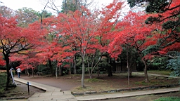 2015-11-231676.JPG