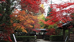 2015-11-231679.JPG