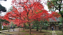 2015-11-231689.JPG