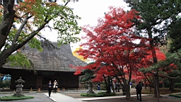 2015-11-231690.JPG