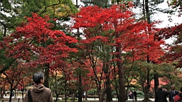 2015-11-231696.JPG