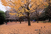 2015-11-231723.JPG