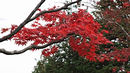 2015-11-231785.JPG