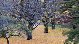 2015-11-231789.JPG