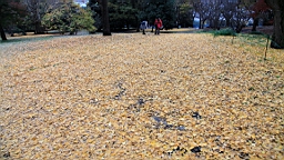 2015-11-231796.JPG