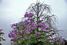 2015-11-231813.JPG