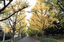 2015-11-241826.JPG