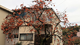 2015-11-251933.JPG