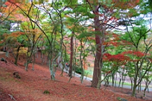 2015-11-251949.JPG