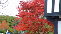 2015-11-251965.JPG