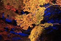 2015-11-252001.JPG
