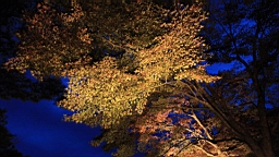 2015-11-252002.JPG