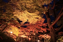 2015-11-252010.JPG