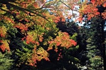 2015-11-282306.JPG