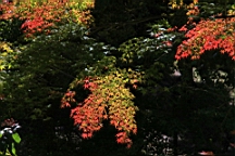 2015-11-282308.JPG