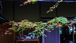 2015-11-282374.JPG