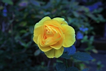 2015-11-282375.JPG