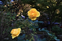2015-11-282376.JPG