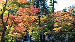 2015-11-282390.JPG