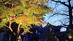 2015-11-282536.JPG