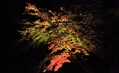 2015-11-282555.JPG