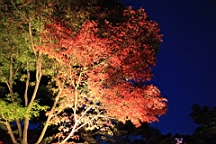 2015-11-282558.JPG