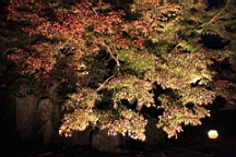 2015-11-282562.JPG