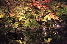 2015-11-282579.JPG