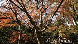 2015-11-292595.JPG
