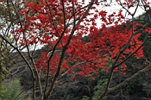 2015-11-292641.JPG