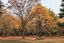2015-11-302685.JPG