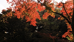 2015-11-302717.JPG