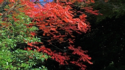 2015-11-302729.JPG