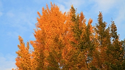 2015-11-302781.JPG
