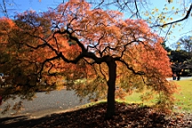 2015-12-012911.JPG