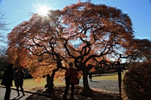 2015-12-012912.JPG