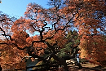 2015-12-012932.JPG