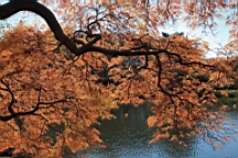 2015-12-012935.JPG