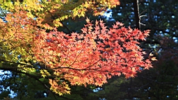 2015-12-012955.JPG