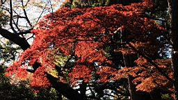 2015-12-012961.JPG