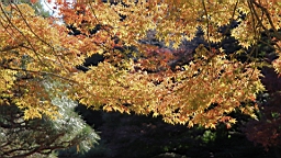 2015-12-012979.JPG