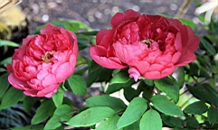 2016-02-01--00901.JPG