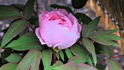 2016-02-01--00904.JPG